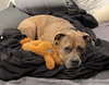 Opie - Photo 9