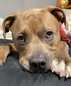 Opie - Photo 10