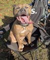 Opie - Photo 12