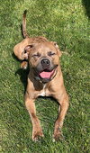 Opie - Photo 13