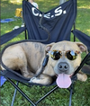 Opie - Photo 14