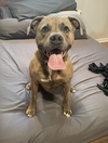 Opie - Photo 15