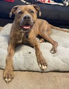 Opie - Photo 17