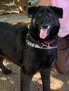 Snuffles - Photo 6