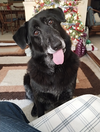 Snuffles - Photo 7