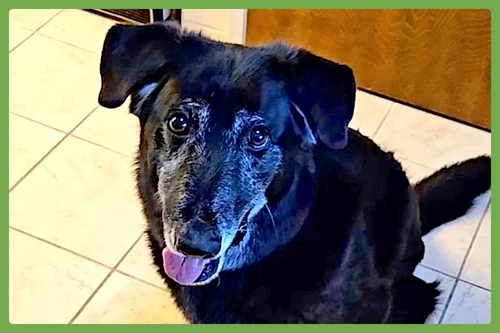 SNUFFLES - Labrador Retriever / German Shepherd Dog available for adoption