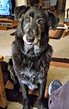 Snuffles - Photo 3