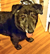 Snuffles - Photo 4