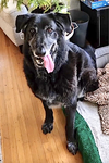 Snuffles - Photo 5