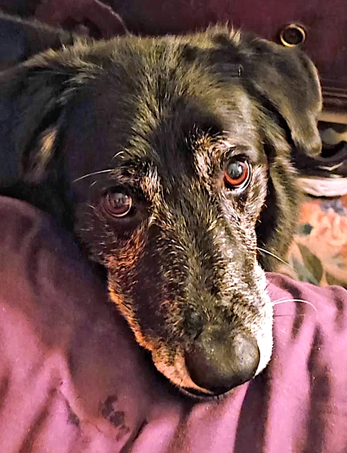 SNUFFLES - Labrador Retriever / German Shepherd Dog available for adoption