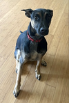 Scooby - Photo 6