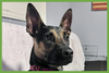 Scooby - Photo 1