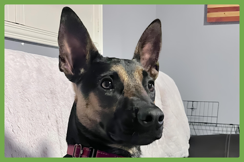 SCOOBY - Australian Cattle Dog/Blue Heeler / Belgian Shepherd Malinois available for adoption