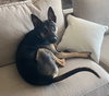 Scooby - Photo 3