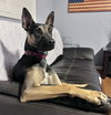 Scooby - Photo 7