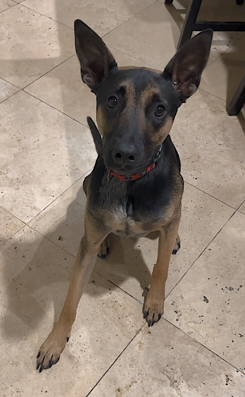 SCOOBY - Australian Cattle Dog/Blue Heeler / Belgian Shepherd Malinois available for adoption