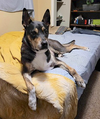 Thor - Photo 9
