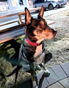 Thor - Photo 5