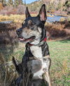 Thor - Photo 11