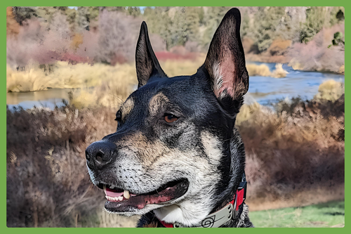 THOR - Siberian Husky / German Shepherd Dog available for adoption