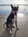 Thor - Photo 4