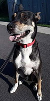 Thor - Photo 6