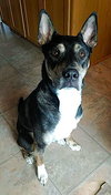 Thor - Photo 2