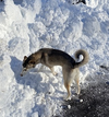 Kippa - Photo 9