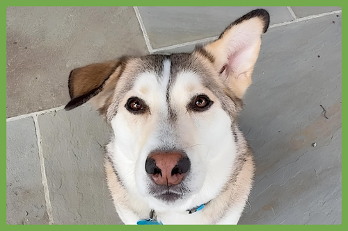 KIPPA - Siberian Husky / Shepherd available for adoption