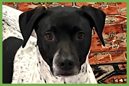JUDO - English Pointer / Terrier available for adoption