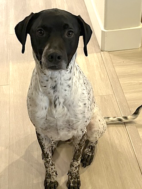 JUDO - English Pointer / Terrier available for adoption