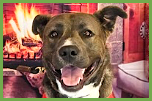 WHISKEY - American Staffordshire Terrier available for adoption