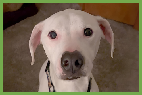 HEINEKEN - Pointer / American Bulldog available for adoption