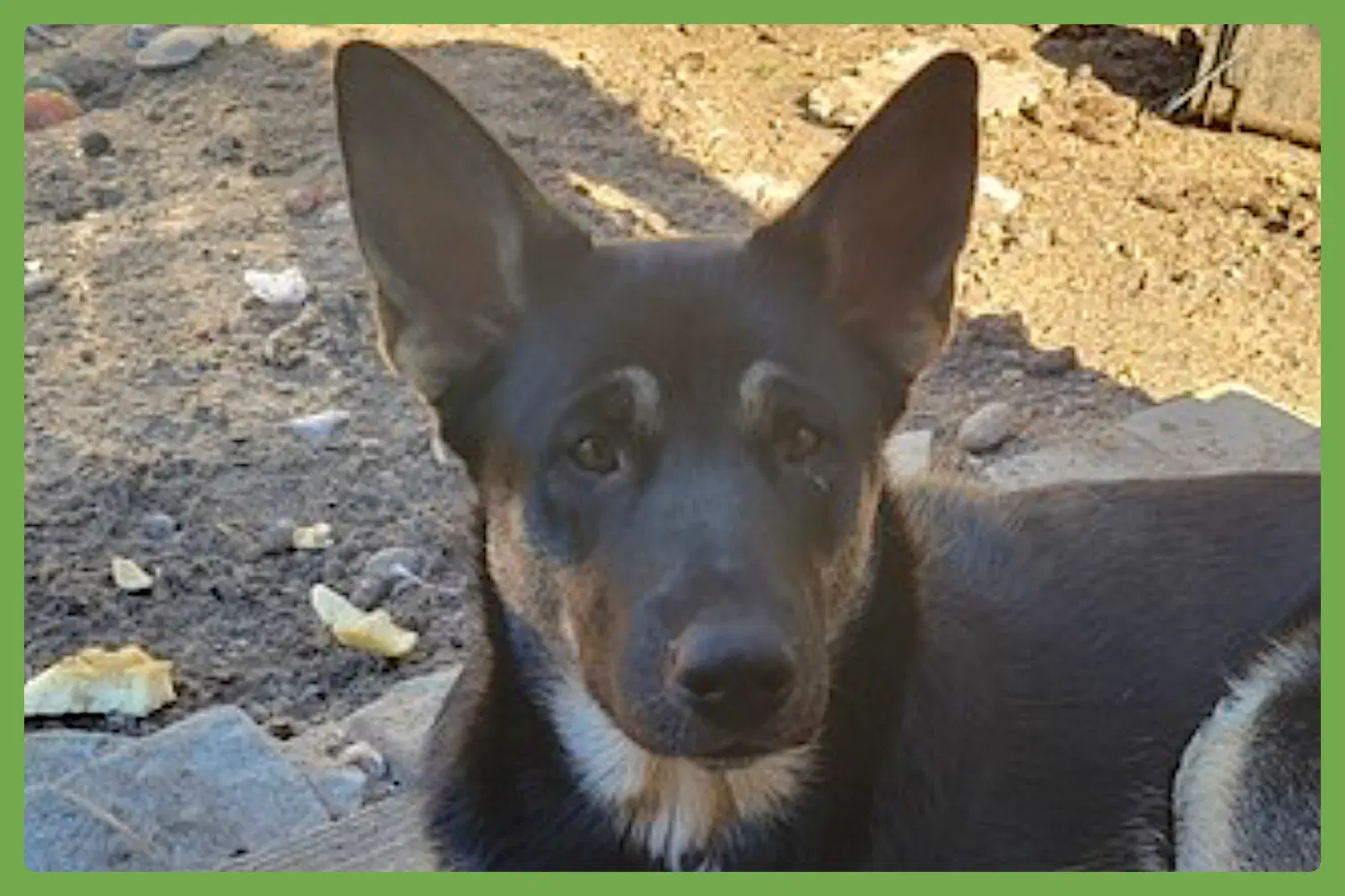 Bronagh - German Shepherd Dog