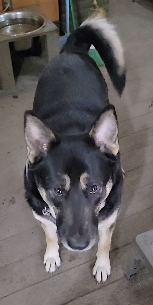 BRONAGH - German Shepherd Dog / Siberian Husky available for adoption