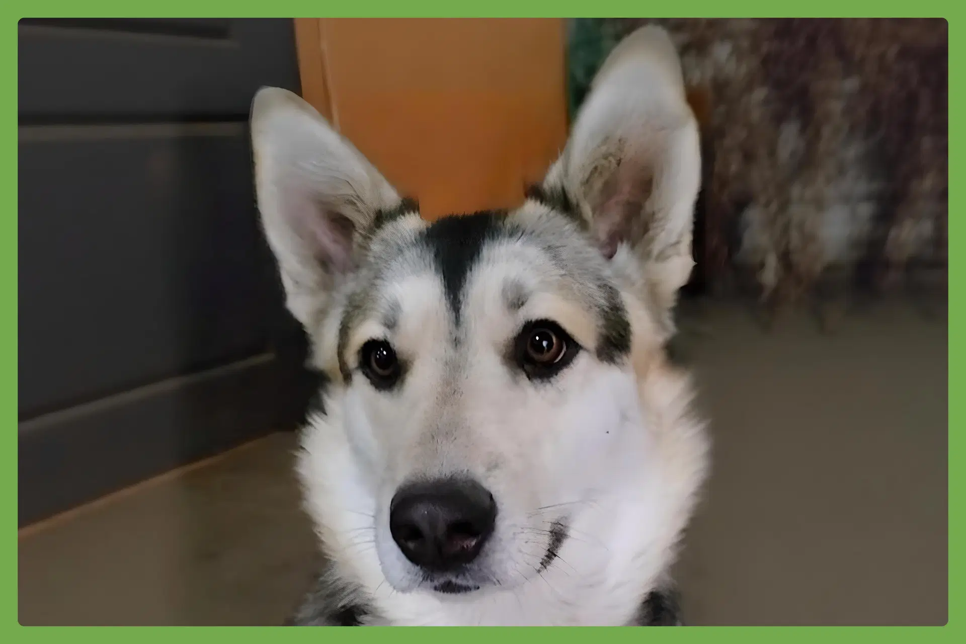 Badb - Siberian Husky