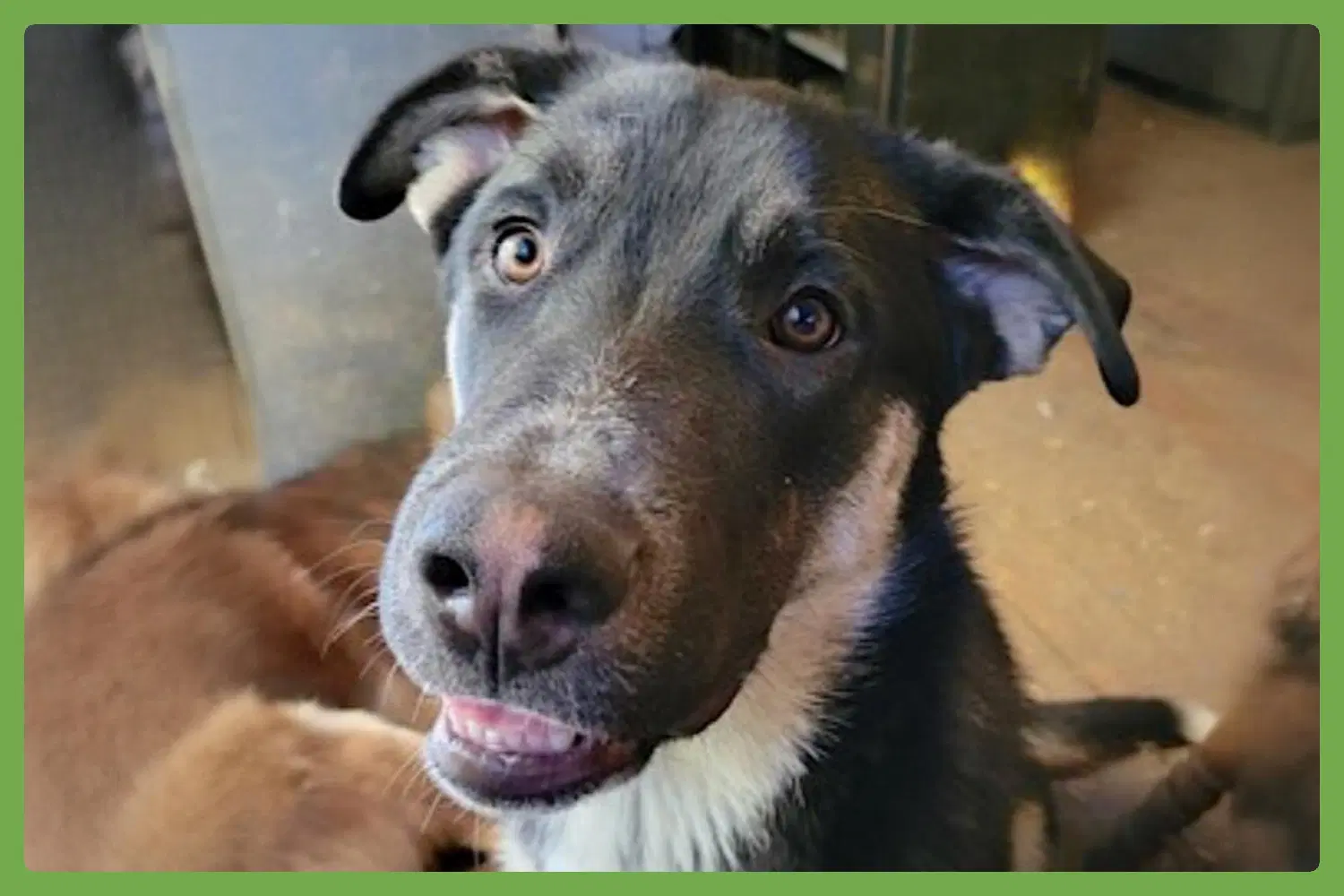 Bradach - German Shepherd Dog