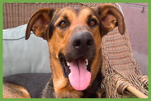 TUCKER - German Shepherd Dog / Doberman Pinscher available for adoption