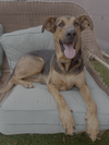 Tucker - Photo 9
