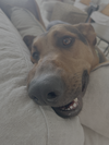 Tucker - Photo 7