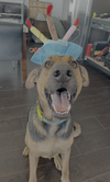 Tucker - Photo 2