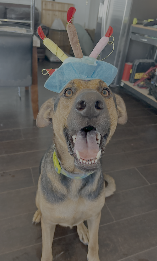 TUCKER - German Shepherd Dog / Doberman Pinscher available for adoption