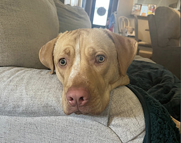 Rosie