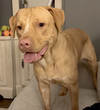 Rosie - Photo 2