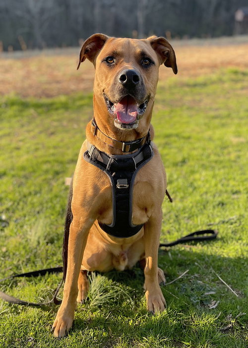 JACKSON - Labrador Retriever / German Shepherd Dog available for adoption