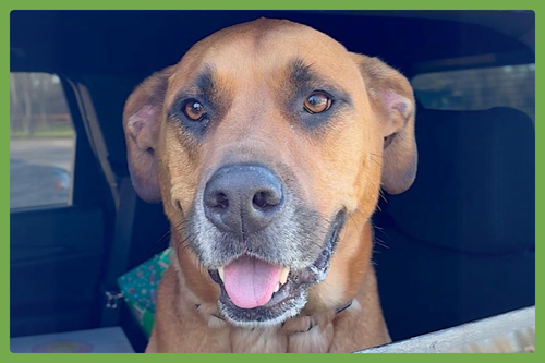 JACKSON - Labrador Retriever / German Shepherd Dog available for adoption