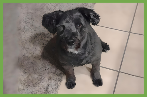 MAX - Poodle (Standard) available for adoption