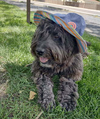 Max - Photo 2