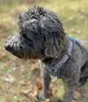 Max - Photo 4