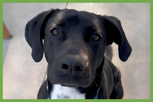 LORETO - Labrador Retriever / American Pit Bull Terrier available for adoption